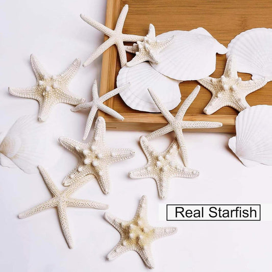 3-4 Inches Large Starfish And Scallop Shells For Crafts 12PCS Natural Beach Sea Shells For Crafting