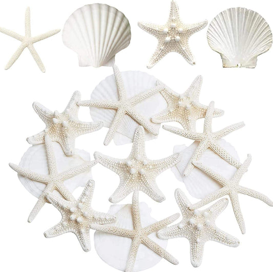 3-4 Inches Large Starfish And Scallop Shells For Crafts 12PCS Natural Beach Sea Shells For Crafting